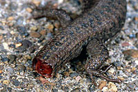 Northwestern Alligator Lizard