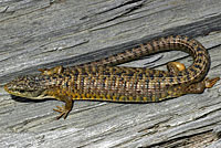 Shasta Alligator Lizard