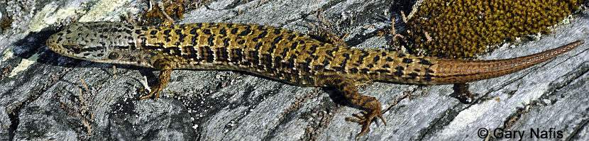 Shasta Alligator Lizard