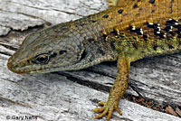 Shasta Alligator Lizard