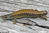 Shasta Alligator Lizard