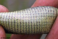 Shasta Alligator Lizard