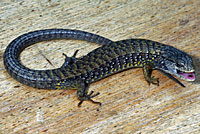 Shasta Alligator Lizard