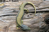 Shasta Alligator Lizard