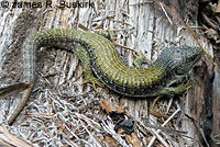 Shasta Alligator Lizard