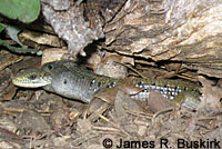 Shasta Alligator Lizard