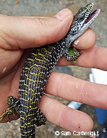 Shasta Alligator Lizard