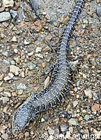 Shasta Alligator Lizard