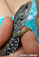 Shasta Alligator Lizard