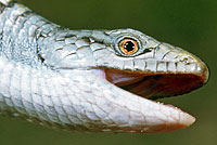 Shasta Alligator Lizard