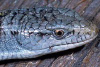 Shasta Alligator Lizard