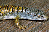 Shasta Alligator Lizard