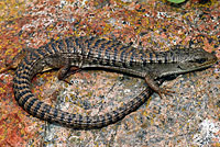 Northwestern Alligator Lizard