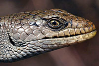 Northwestern Alligator Lizard