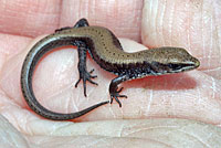 Shasta Alligator Lizard