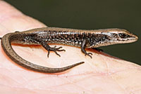 Shasta Alligator Lizard