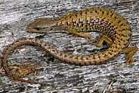 Shasta Alligator Lizard