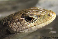 lizard with ticks