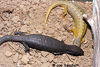 Shasta Alligator Lizards