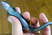 Shasta Alligator Lizard