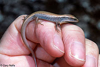 Shasta Alligator Lizard