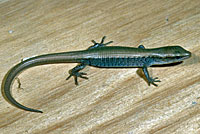 Shasta Alligator Lizard