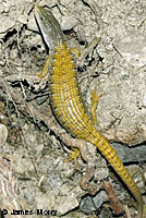 Shasta Alligator Lizard