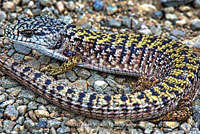 Shasta Alligator Lizard