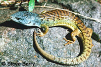 Shasta Alligator Lizard