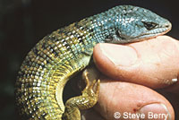 Shasta Alligator Lizard