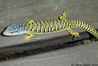 Shasta Alligator Lizard