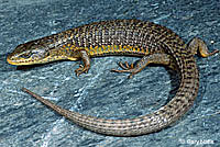 Shasta Alligator Lizard