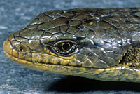 Shasta Alligator Lizard