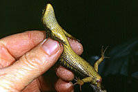 Shasta Alligator Lizard