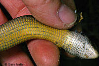 Shasta Alligator Lizard