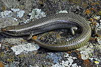 skink