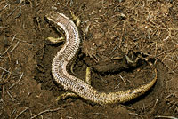 variegated skink