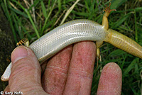 Variegated Skink