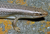 Variegated Skink