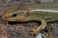 Variegated Skink