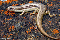 skink