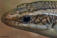 Variegated Skink