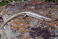 Variegated Skink