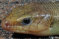 Variegated Skink