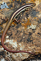 Variegated Skink