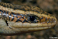 Variegated Skink