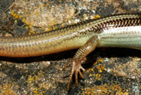 skink