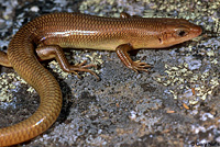 skink