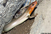 Greater Brown Skink