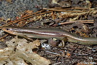 Greater Brown Skink